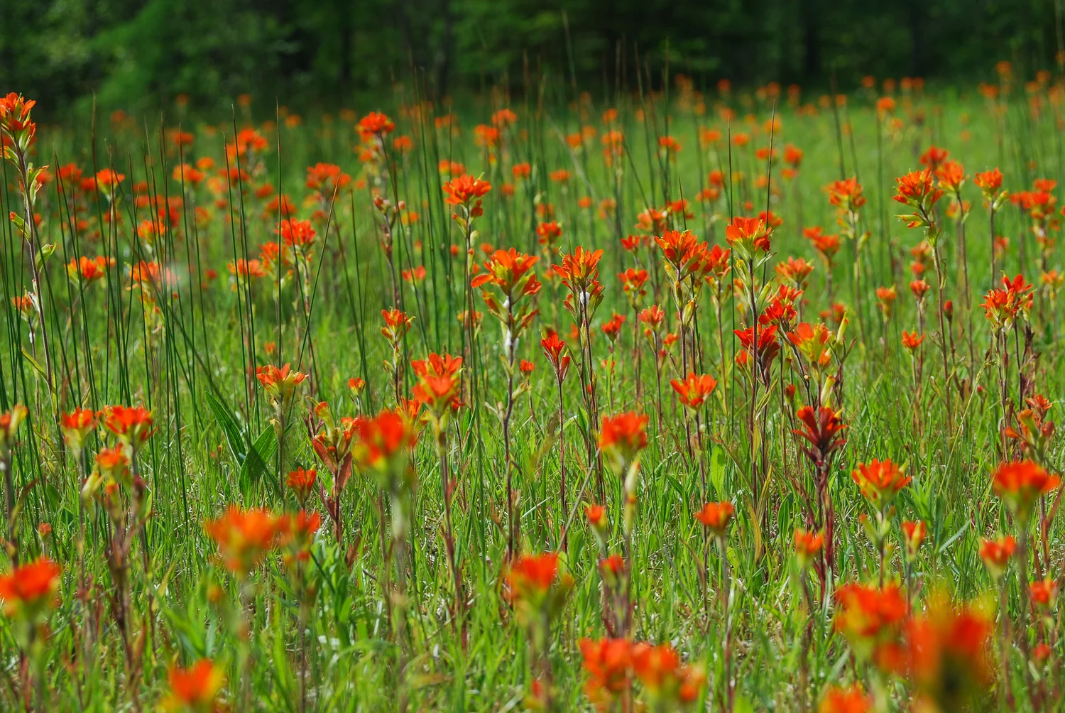 Indian Paintbrush | Castilleja coccinea | Michigan native wildflower