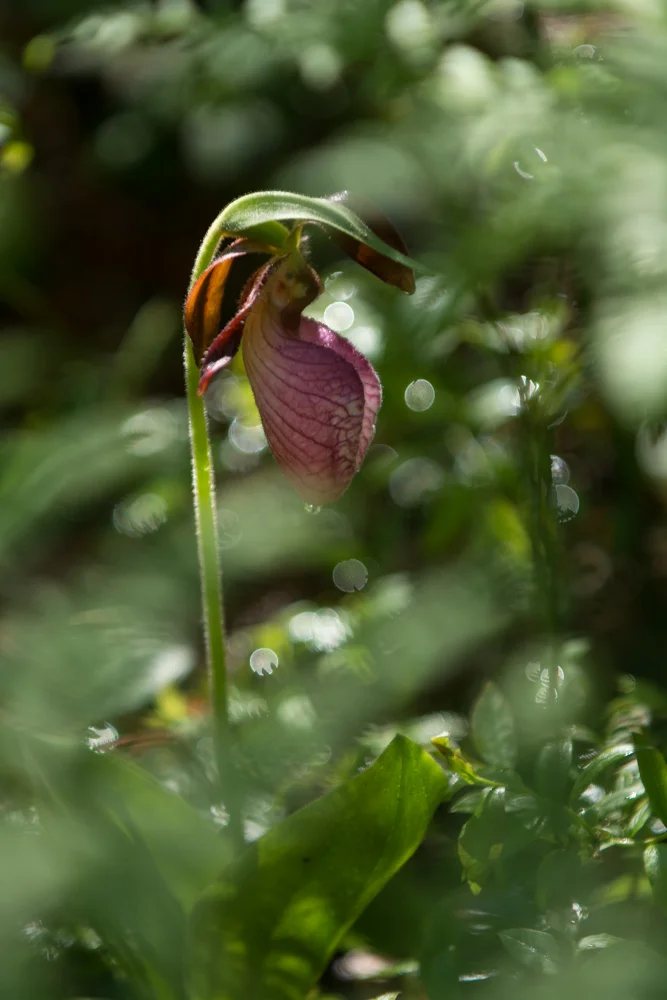 Pink Lady's Slipper | Cypripedium acaule | Michigan native wildflower