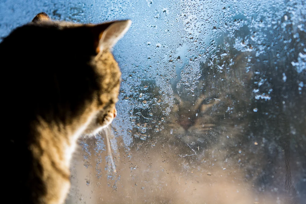 "Gertie" the barn cat looks out the barn window on an early spring morning.
