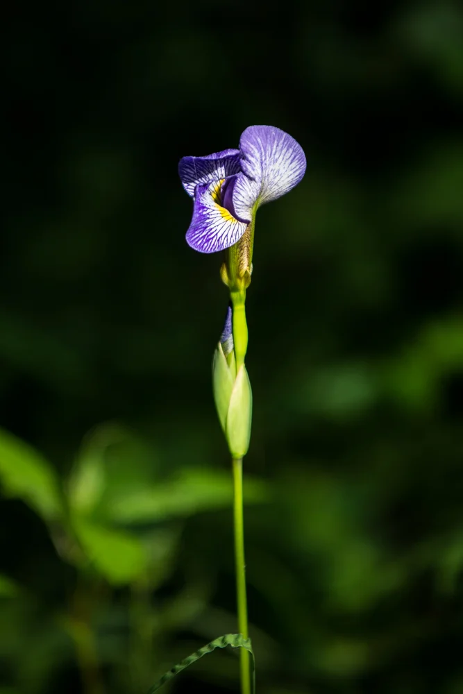 Blue Flag Iris | Iris versicolor | Michigan native wildflower 