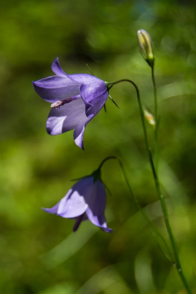 Harebell | Campanula rotundifolia | Michigan native wildflower