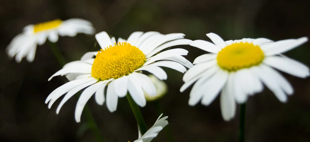 Ox-Eye Daisy | Chrysanthemum leucanthemum | non-native | European import