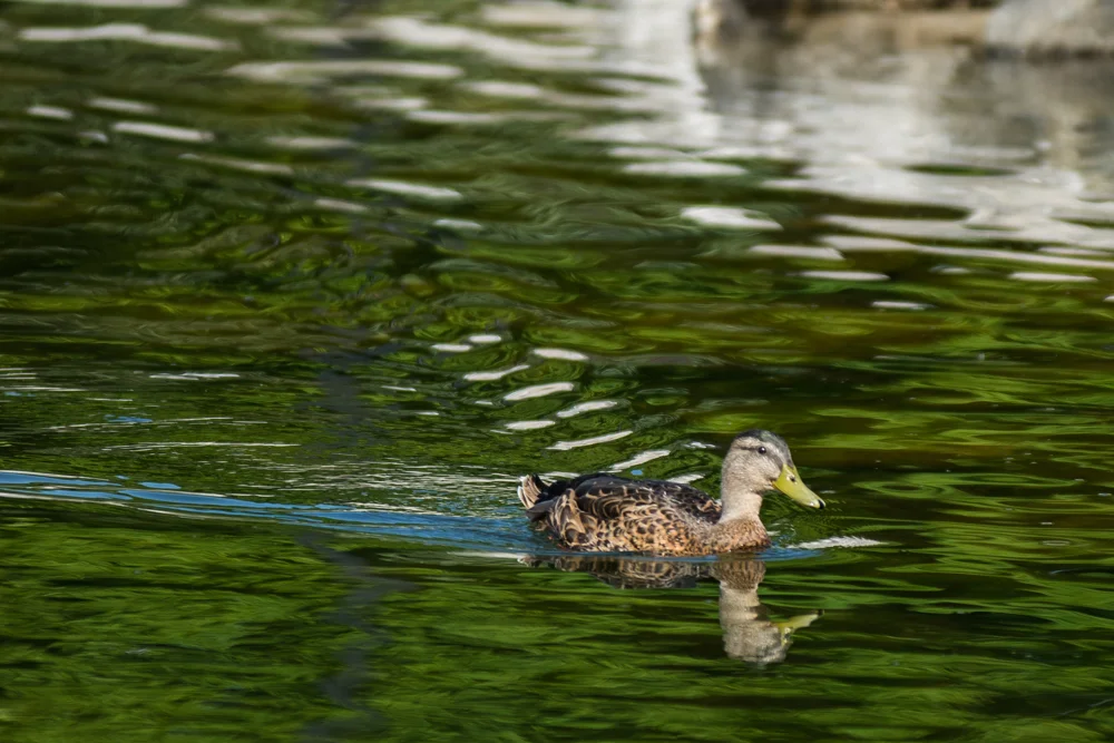 Female Mallard Duck | Anas platyrhynchos