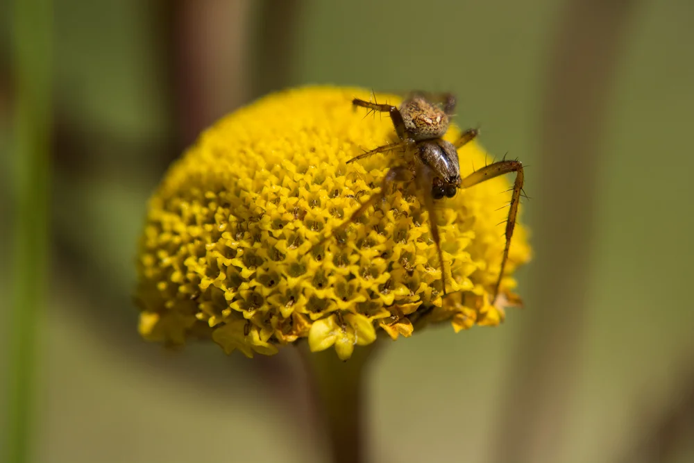 Lake Huron Tansy | Tanacetum huronense | Michigan native wildflower | Listed as threatened in Michigan and Wisconsin| Grows on the shores of Lake Michigan, Huron and Superior. 