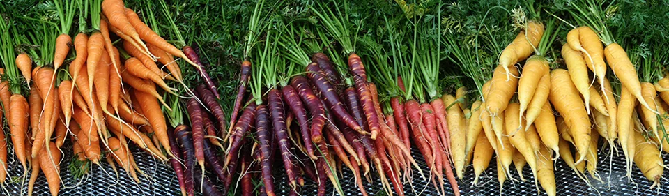 ©rootbottomfarm_rainbowcarrots_01.jpg