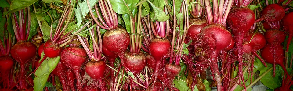 ©rootbottomfarm_beets_03.JPG