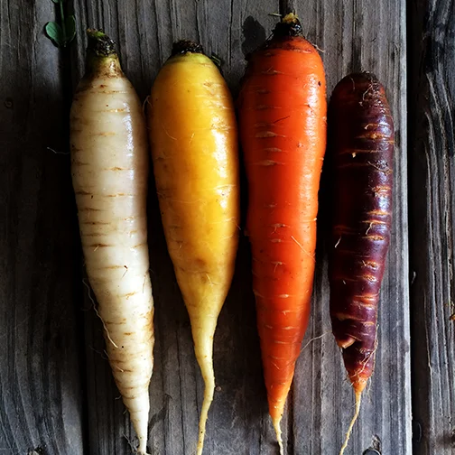 ©RootBottomFarm_carrots.JPG