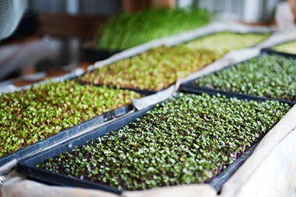 ©rootbottomfarm_microgreens_07.jpg
