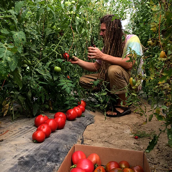 ©RootBottomFarm_tomatoninja_67.JPG