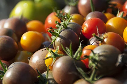 Cherry_tomatoes_02.jpg
