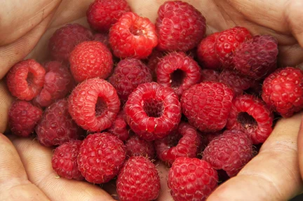 raspberries_hand_03.jpg