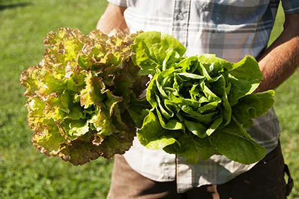 lettuce_head_03.jpg