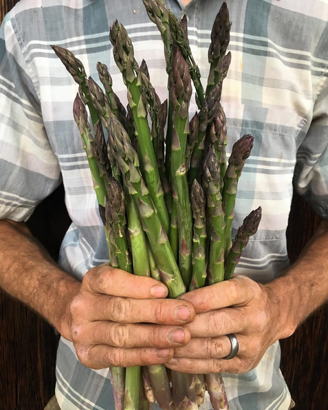 ©RootBottomFarm_asparagus_17_36.png