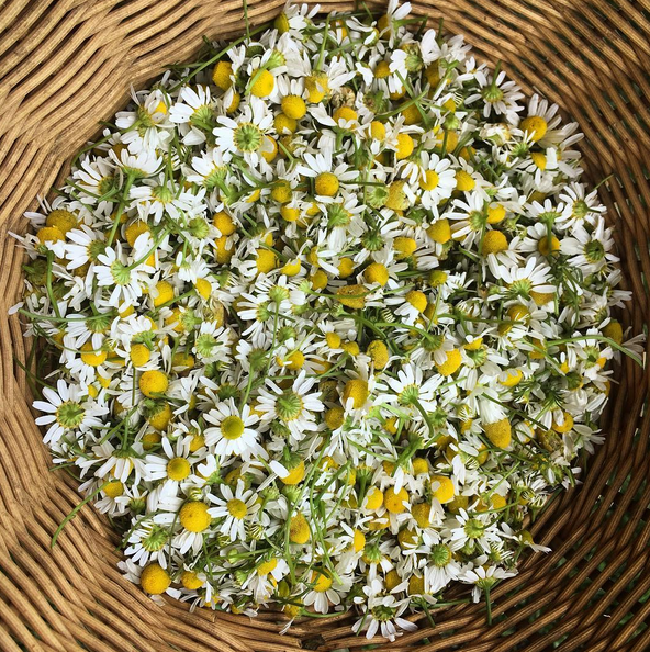 ©RootBottomFarm_spring_17_44.png