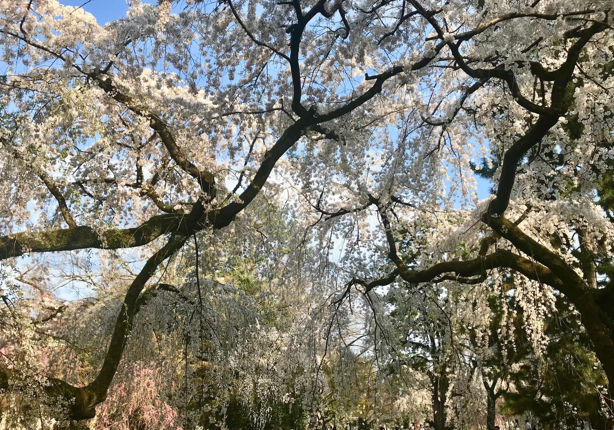 桜2.jpg