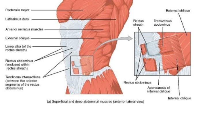 A good core program or routine will cover all of these abilities in isolation and integrated into compound movements where there is a great demand for core stability. Core flexibility should also be considered with today’s sedentary lifestyle and the amount of time that we spend sitting. Poor core strength and stability often leads to injuries including lower back pain and reduced movement efficiency. So what are some great and complete exercises for your core? A good place to learn is by attending the Training Day CORE class on Wed night at 6pm or Thurs mornings at 9:30am. This 30min class is free for all members, be sure to attend if strengthening your core is one of your goals. For any related topics or questions, feel free to email David directly at david@trainingdayhc.com.au , he’ll be happy to answer your questions. Or, simply come to the free “Have Your Questions Answered” Seminar on Wed the 27th of Jan, details are in the “Events” section of the newsletter.
