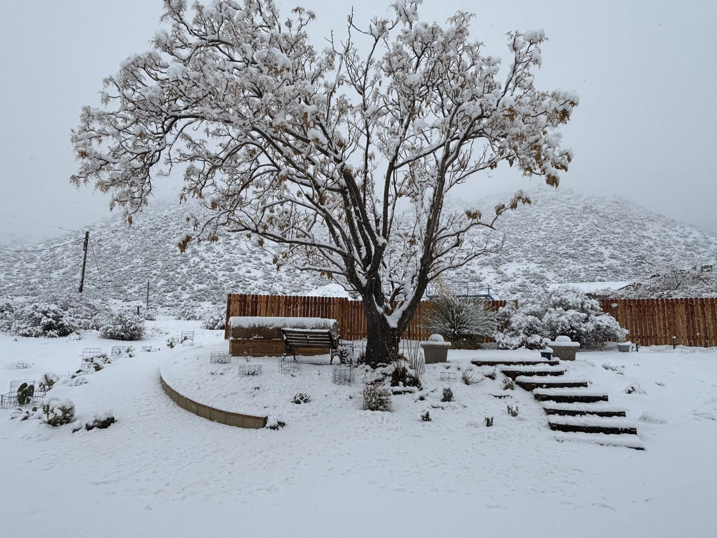 Fresh Snow, Pioneertown, CA. 2025
