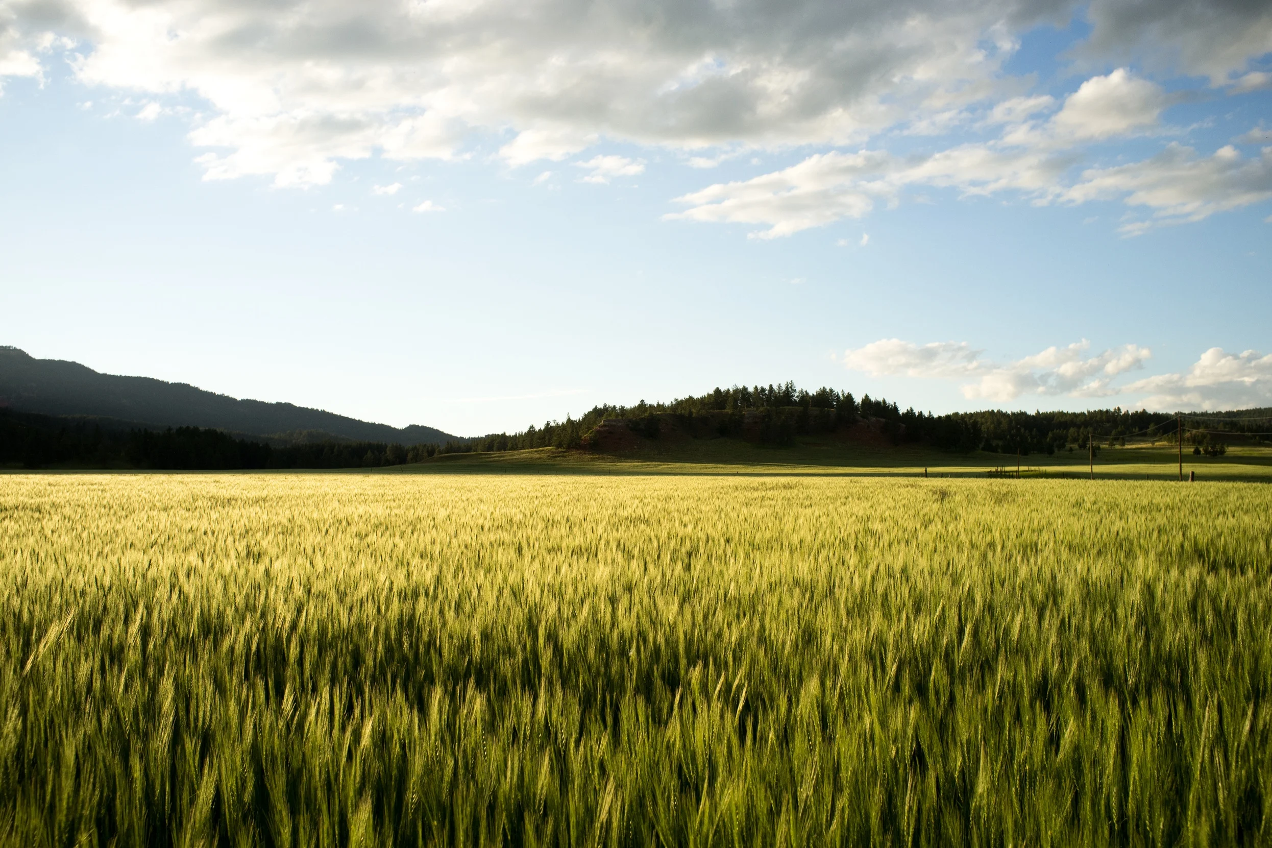 wheat_o.jpg