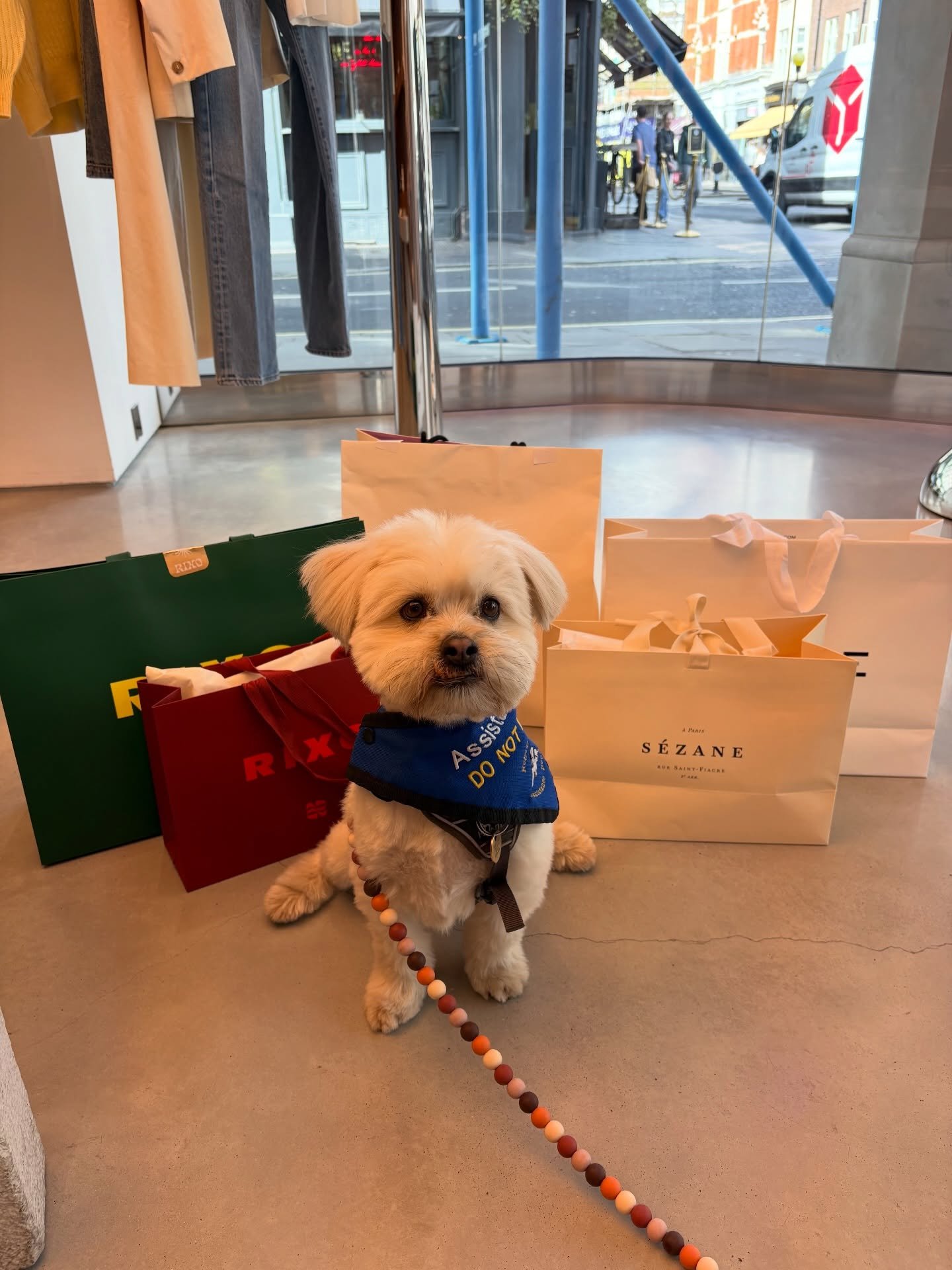 How can you not enjoy shopping with an assistant like this? 🥰

Joking! This cutie is in fact an assistance dog and his owner brings him along everywhere she goes, for health reasons.
Honestly, he&rsquo;s the best. He behaves and is very patient, all