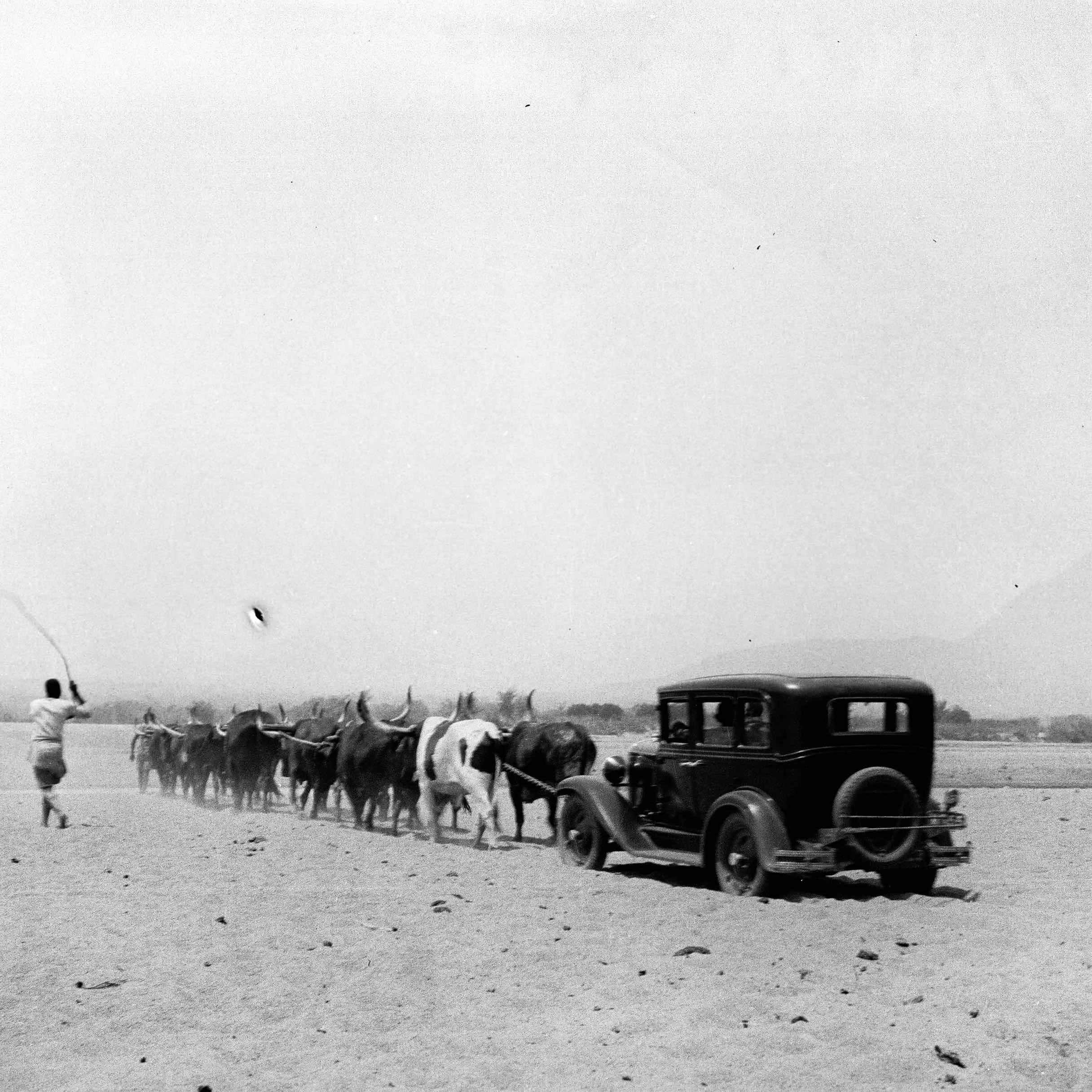 Justine's Grandmother and Grandfather being pulled across the Save River bed by their cattle during the dry season. Taken in the early 1930's.