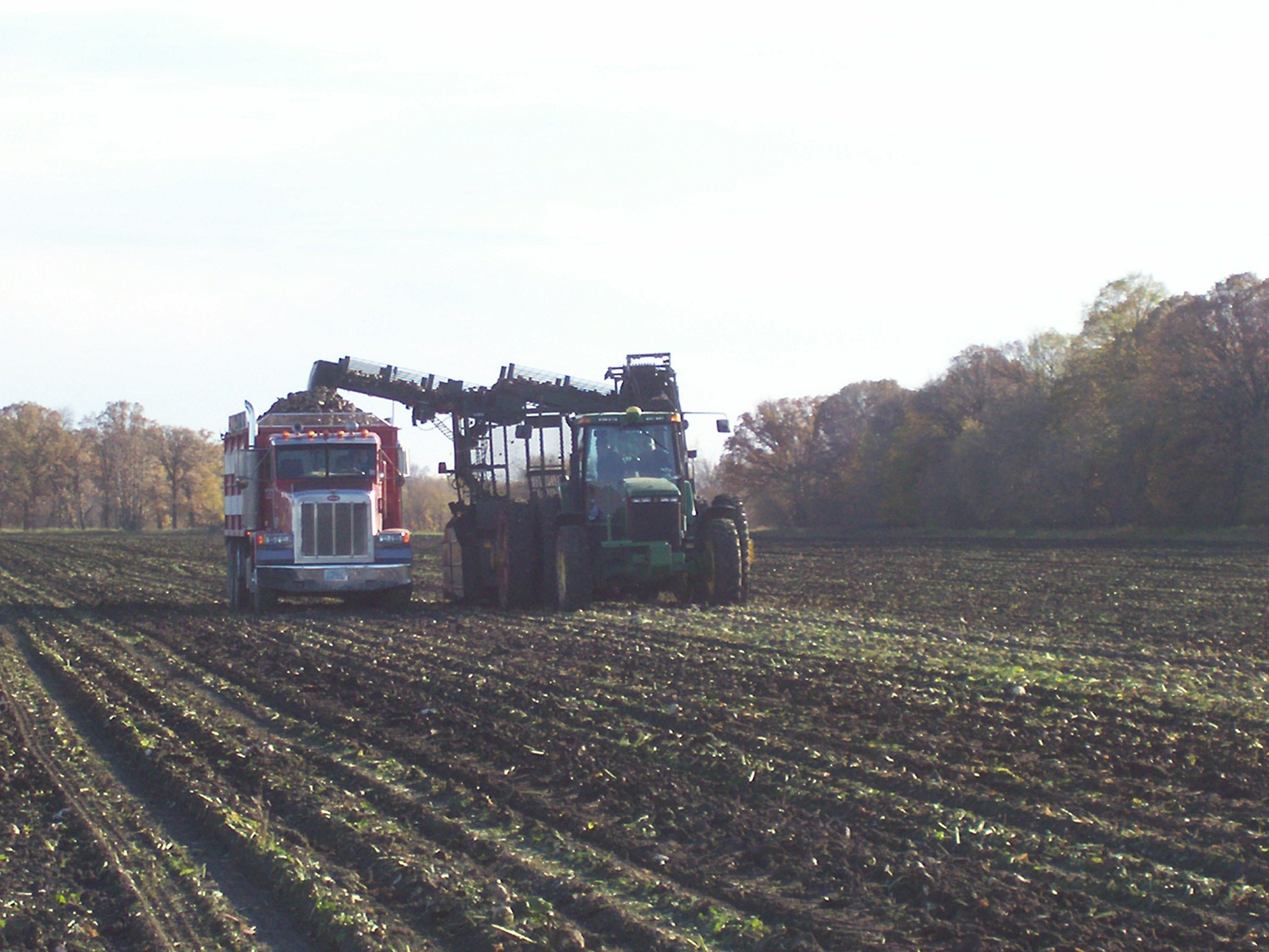 LiftingBeets.jpg