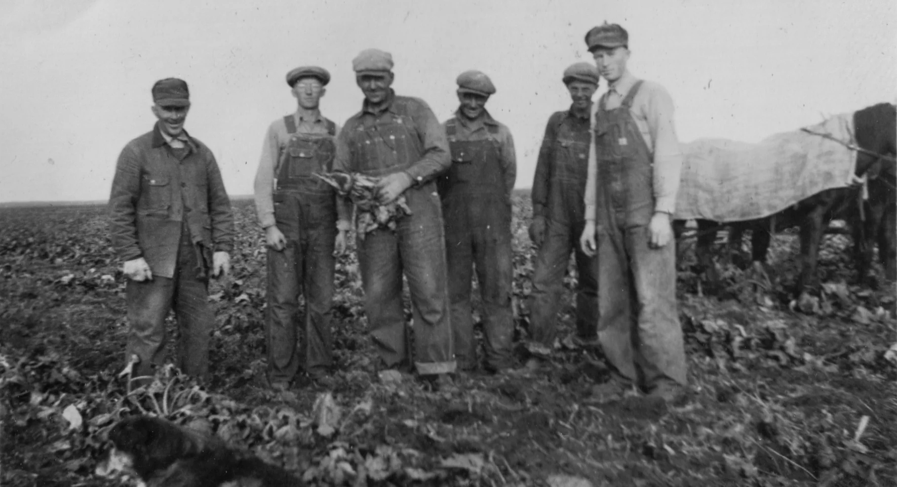 Farm_Life Beet Topping.jpg
