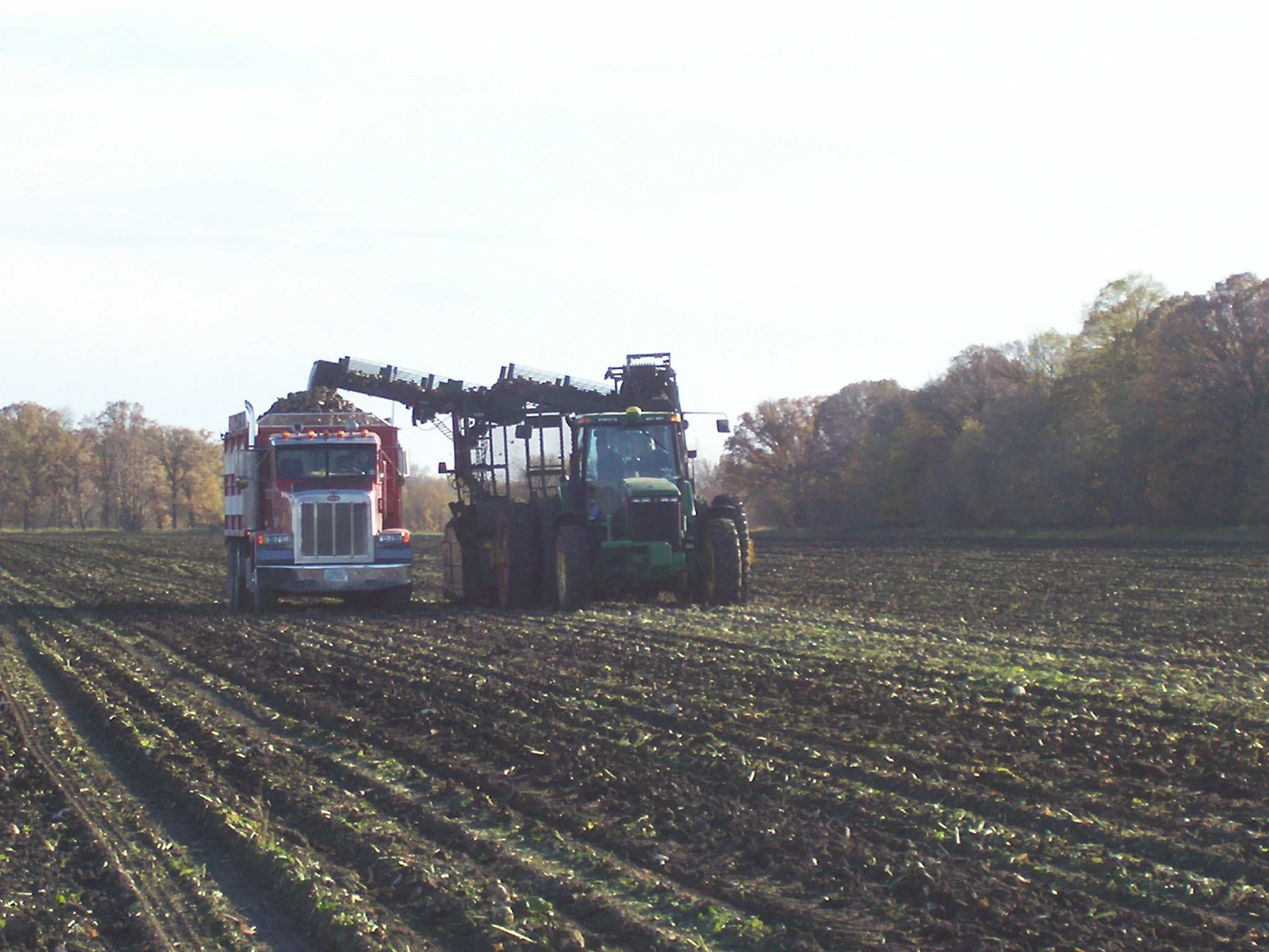 LiftingBeets.jpg