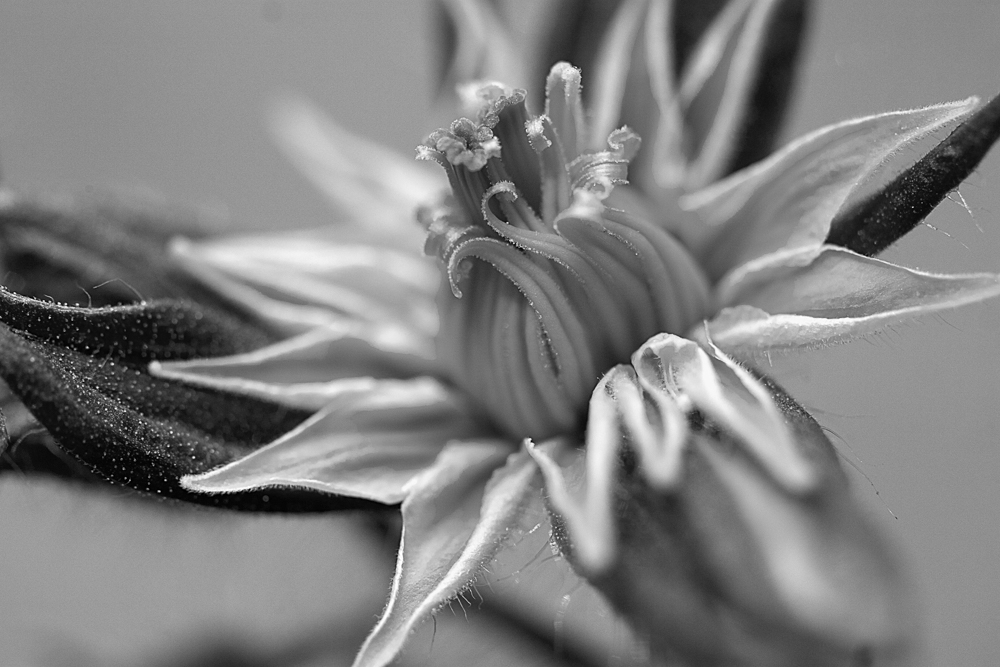 Courgette