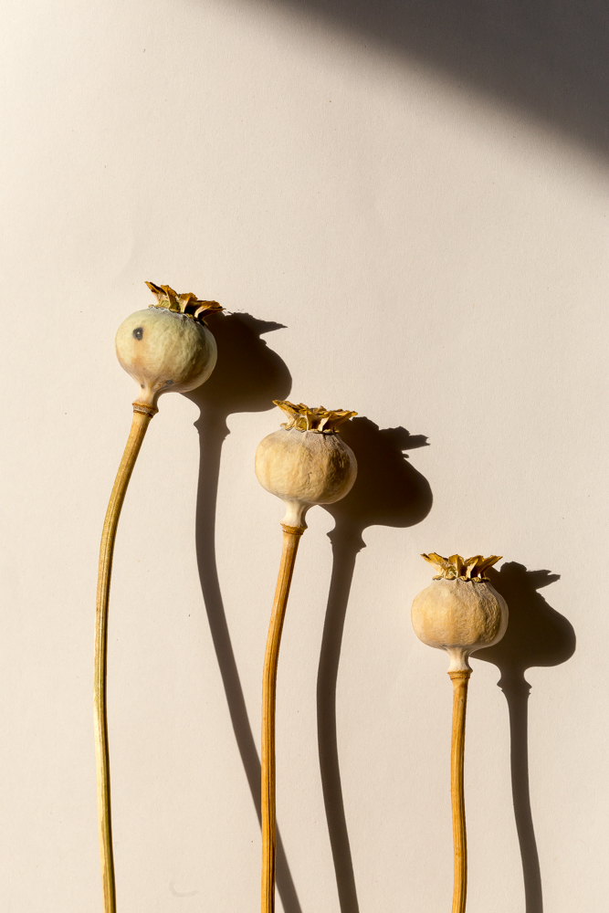 Poppy Heads