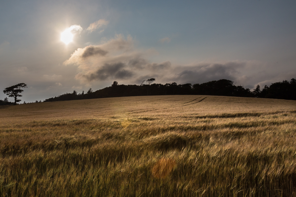 Fields of Corn