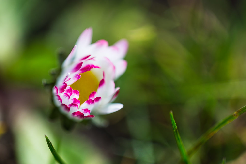 Daisy