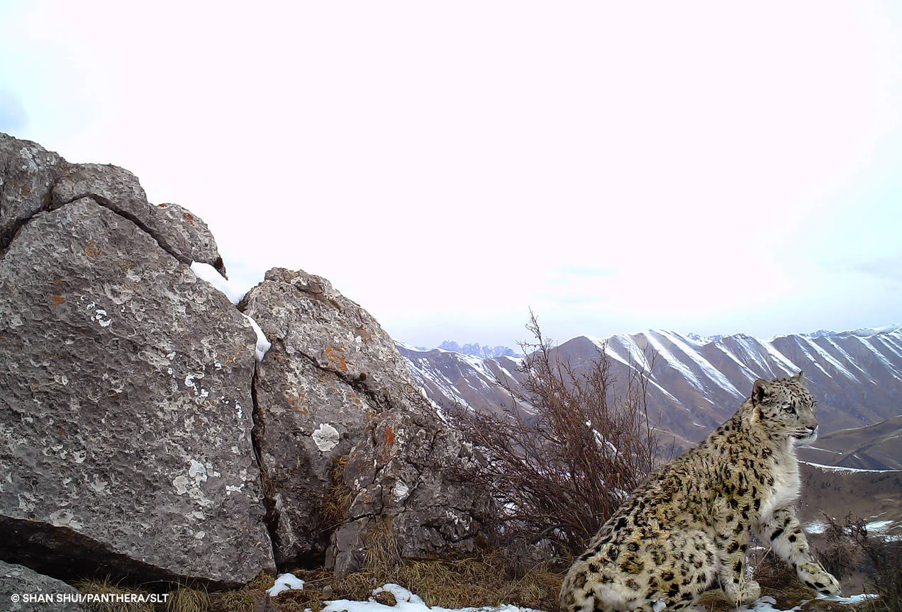 Can Snow Leopards Survive Climate Change -- Again?