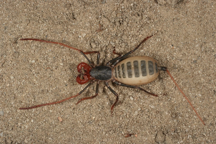 SORT OF FUNNY FIELD GUIDES NEWSLETTER