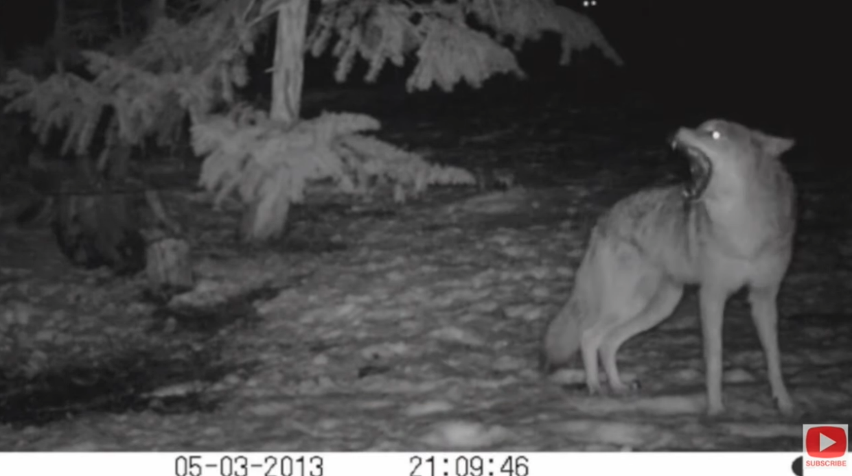 SORT OF FUNNY FIELD GUIDES NEWSLETTER