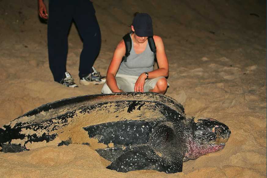 SORT OF FUNNY FIELD GUIDES NEWSLETTER