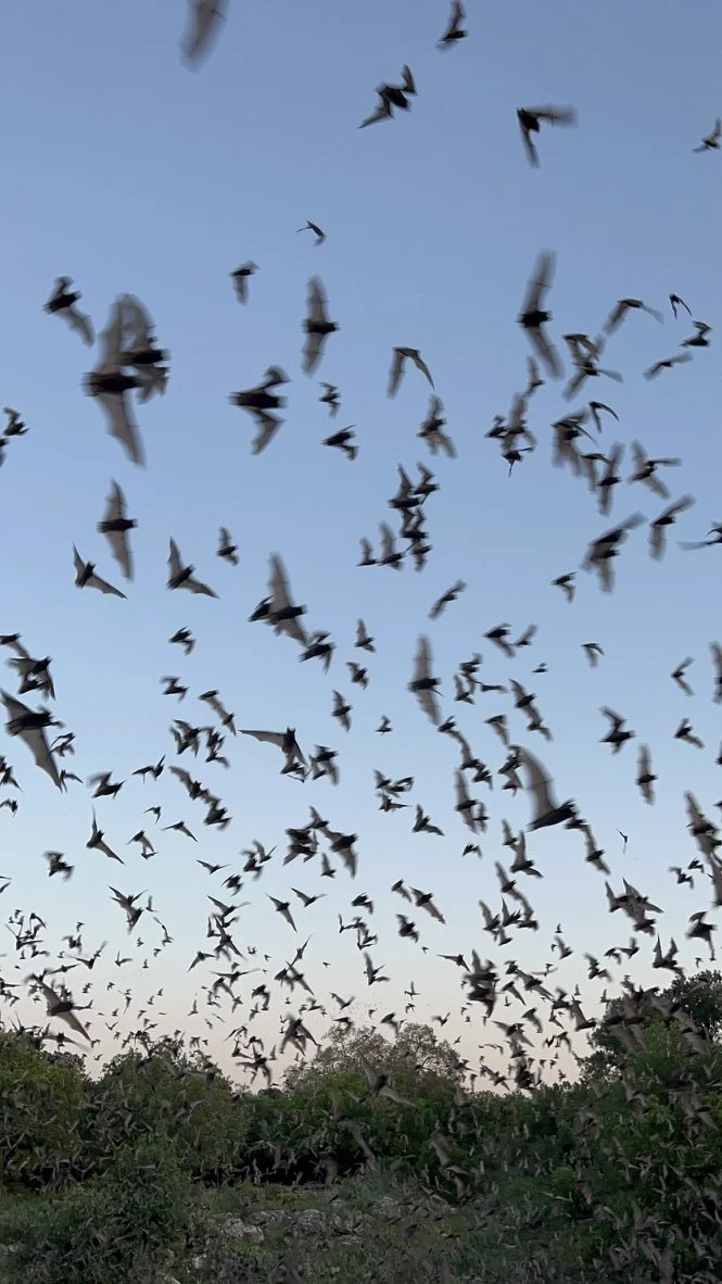 SORT OF FUNNY FIELD GUIDES NEWSLETTER