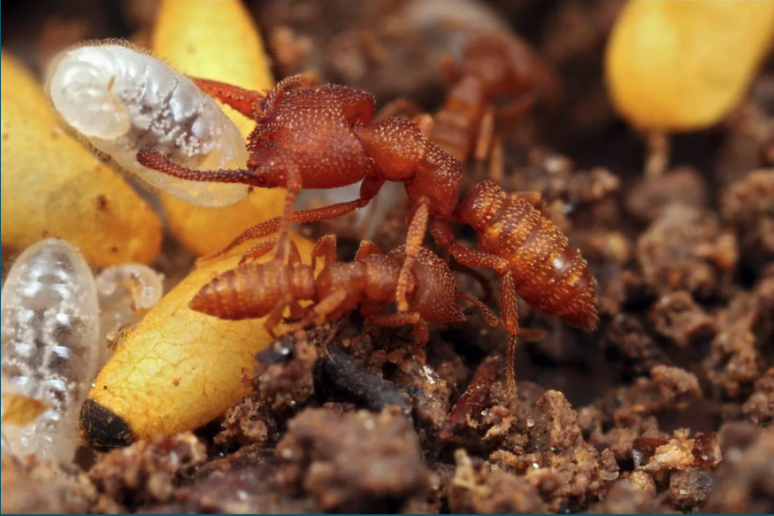 SORT OF FUNNY FIELD GUIDES NEWSLETTER