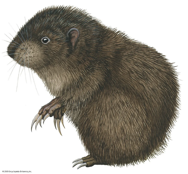 SORT OF FUNNY FIELD GUIDES NEWSLETTER