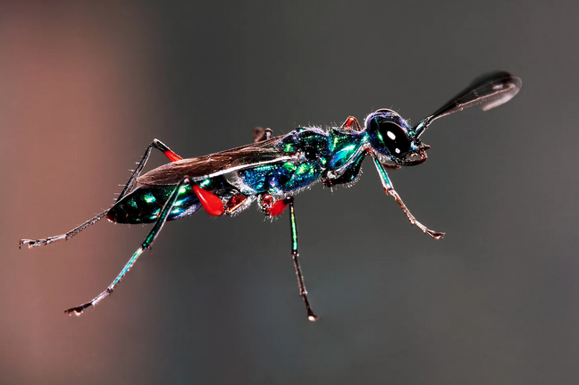 SORT OF FUNNY FIELD GUIDES NEWSLETTER