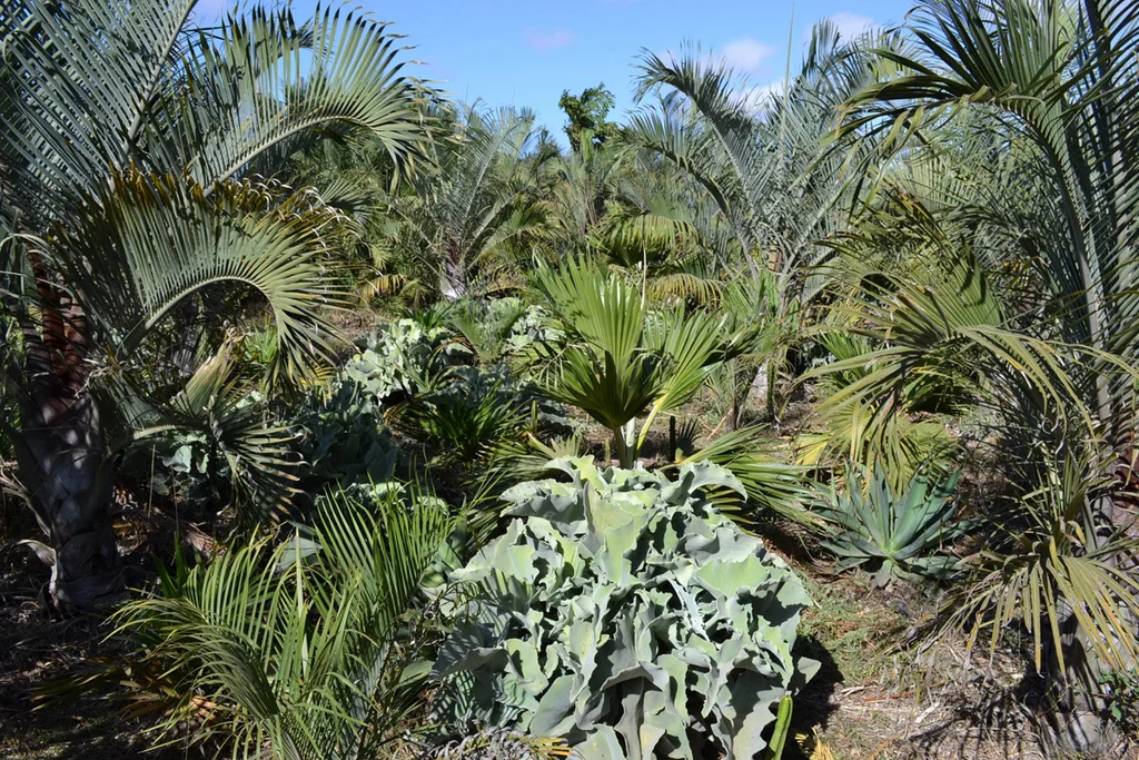 Le Jardin Secret (3) - Moroccan nursery vists