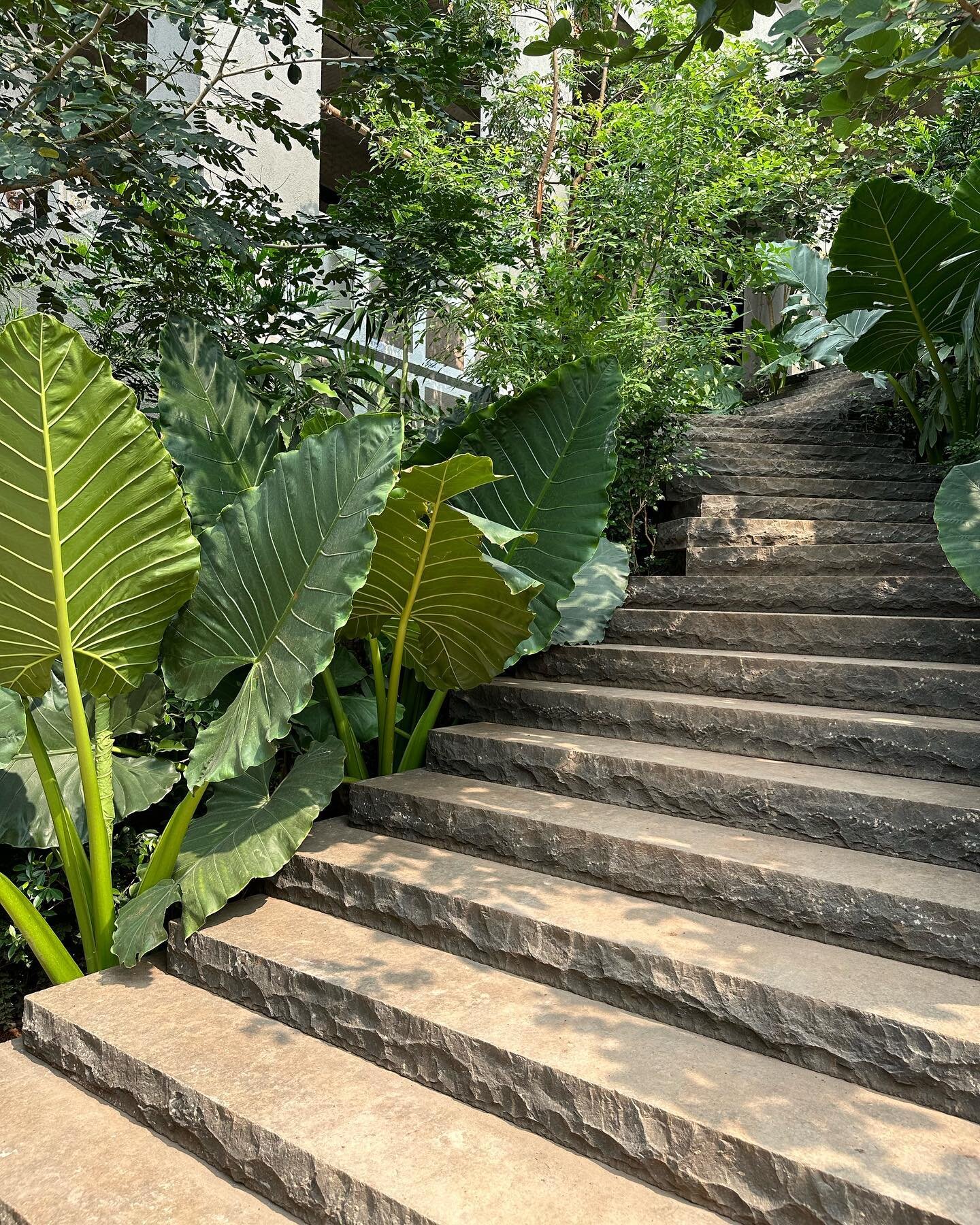 Staircase planting on this Alibaug, Maharastra property. Construction ongoing but the planting looking lush after the monsoon. 
In collab with @casedesign.in  and @jemhanbury