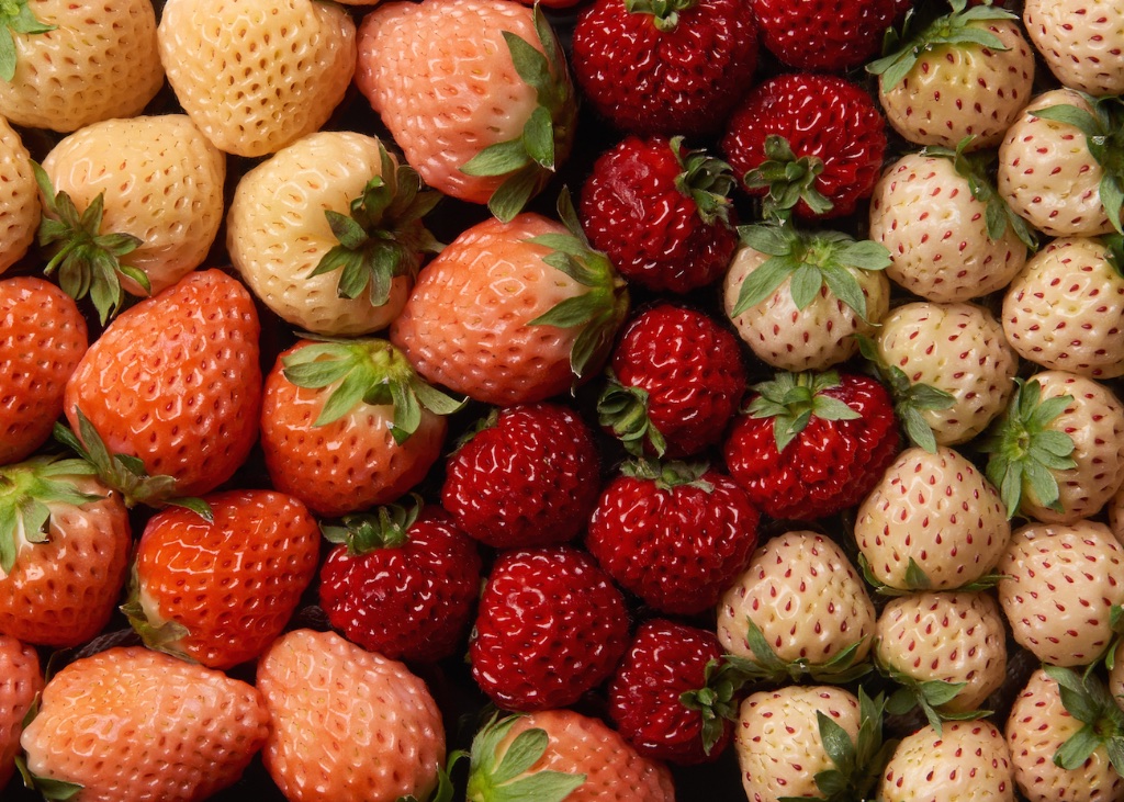 Strawberries-Scholey-Photography-CSL-Scholey- Capture-135.jpg