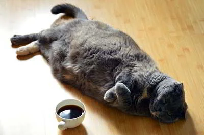 I’d prefer to make an ironic remark about this fluffy cat here, not say it’s a fluffy cat.