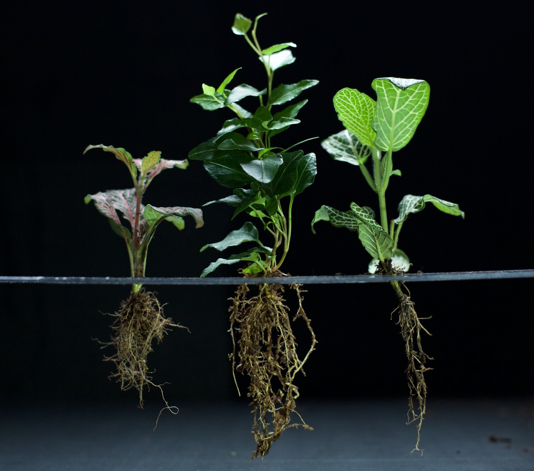 watch them grow