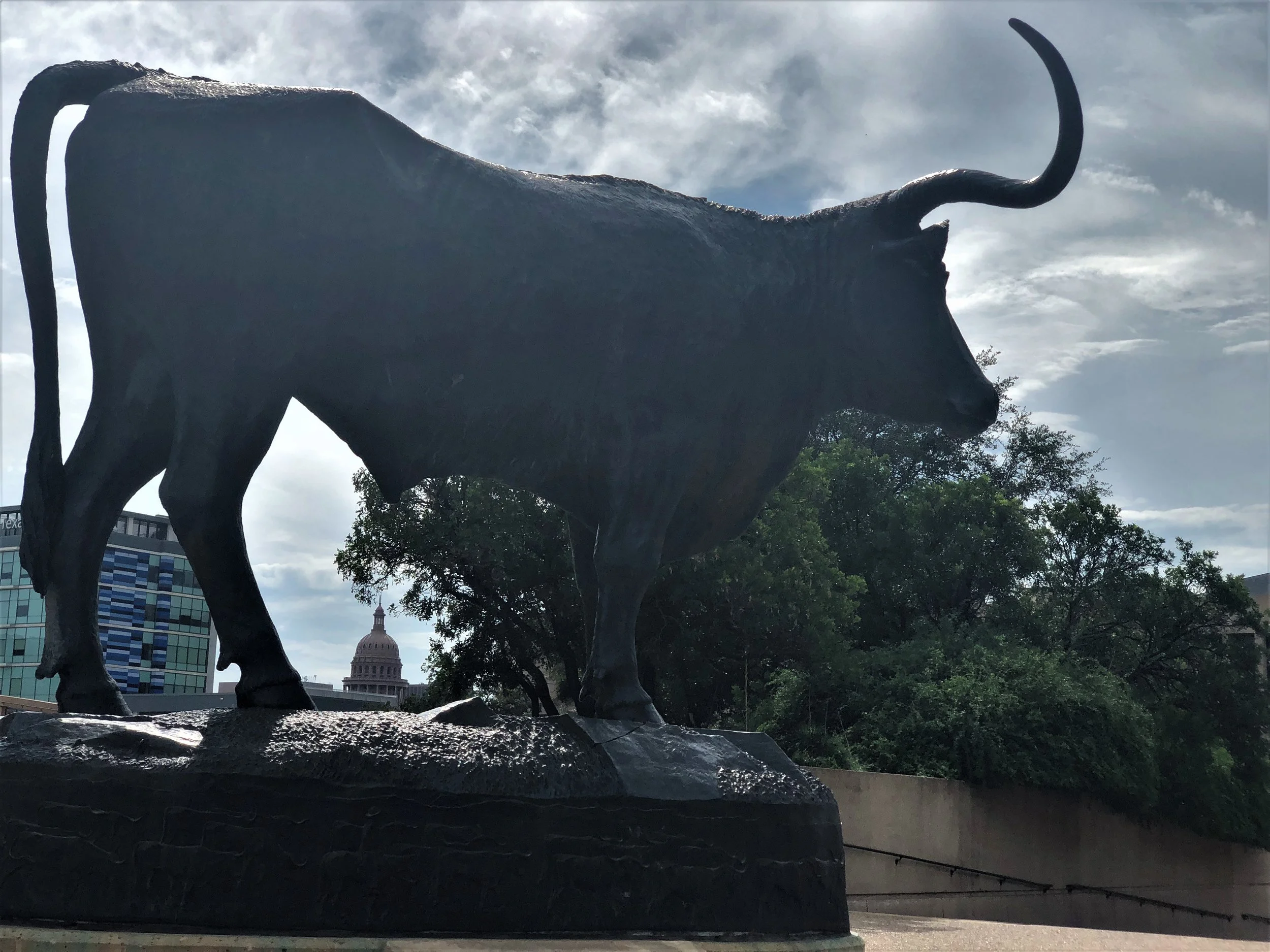 Bull 2.jpg