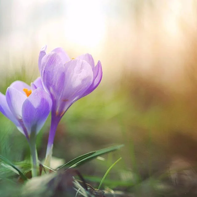 Spring // the crocus is normally the first to bloom. It takes less warmth in the soil to get going, to decide to stretch its way to the surface and then break through and ultimately, to bloom.  What&rsquo;s blooming in your life right now? #bloom #sp
