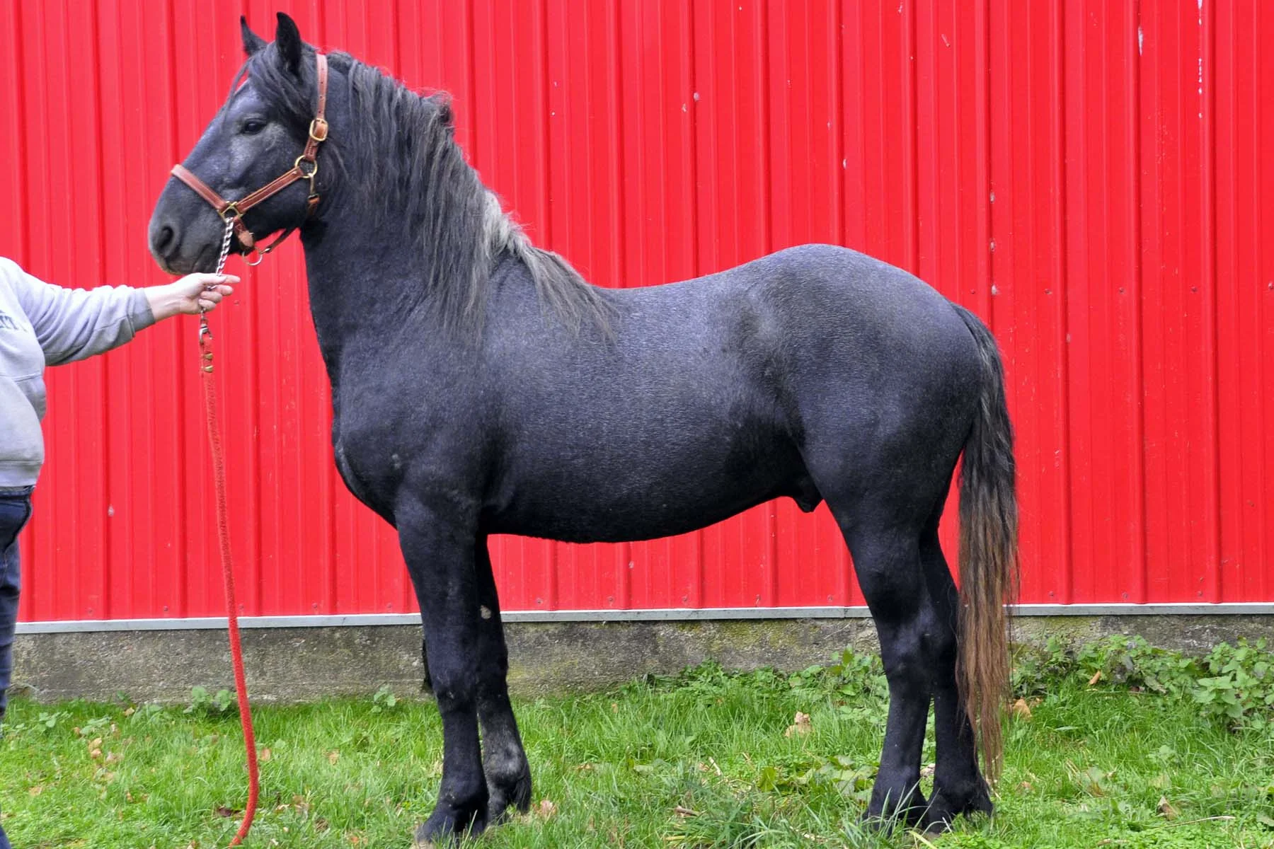 Windmill Farm Simon (Gray) DOB: 2011 STALLION Sire: Titus D. (Reg. Friesian) Dam: Windmill Farm Randi