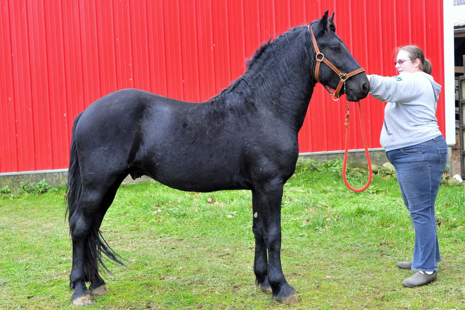 Windmill Farm Valiant (Black) DOB: 2011 STALLION Sire: Titus D. (Reg. Friesian) Dam: Windmill Farm Vixen