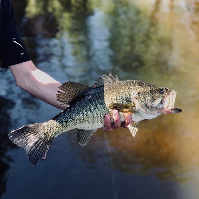 #bassfishing