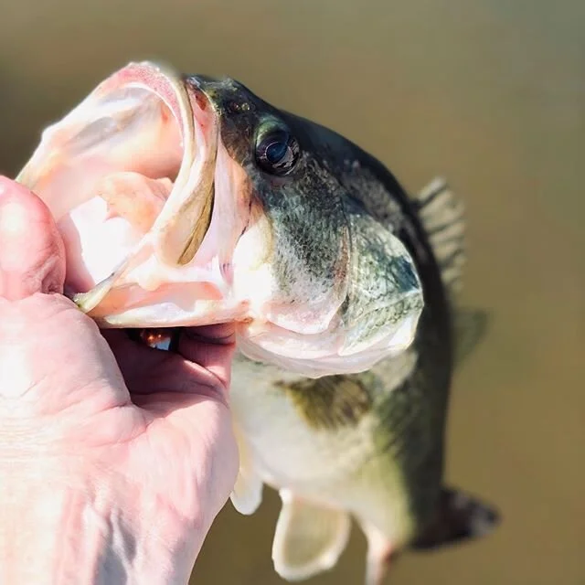 Another nice #bucketmouth